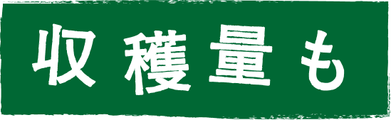 収穫量も