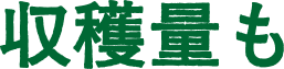 収穫量も