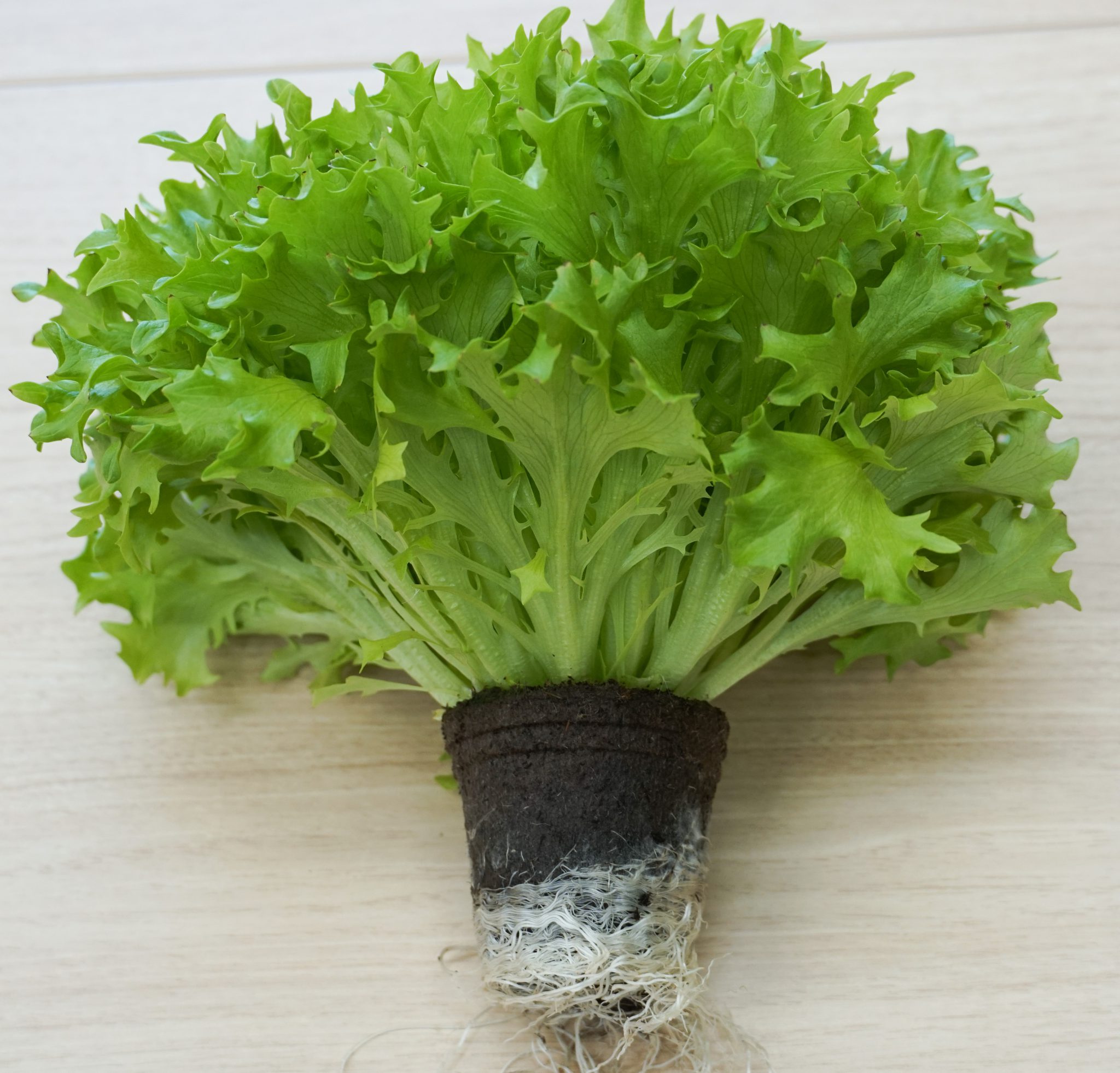 天然水のサラダ 根付リーフレタス 農業法人サラダボウル